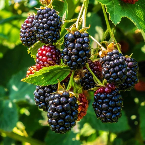 3-4 M BOYUNDA ,TÜPLÜ ERKENCİ BLACKBERRY BÖĞÜRTLEN FİDANI ürün görseli 1