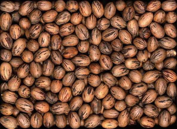 PİKAN CEVİZİ 1 KG - Resim 2