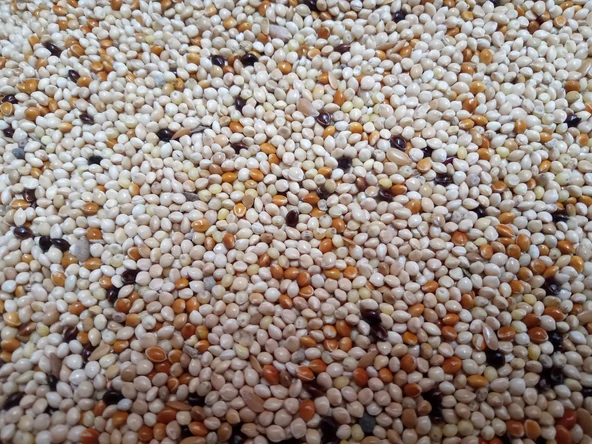 GARDENMİX AÇIK Muhabbet Yemi 1 KG ürün görseli 1