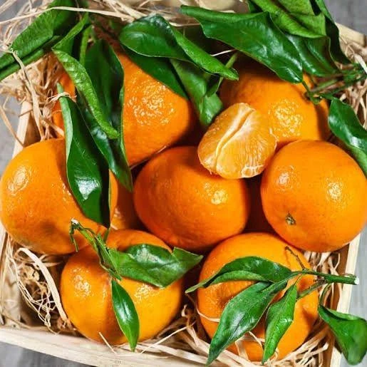 Klemantin Kokulu Çekirdeksiz  Mandalina Fidanı, Torbada ürün görseli 1