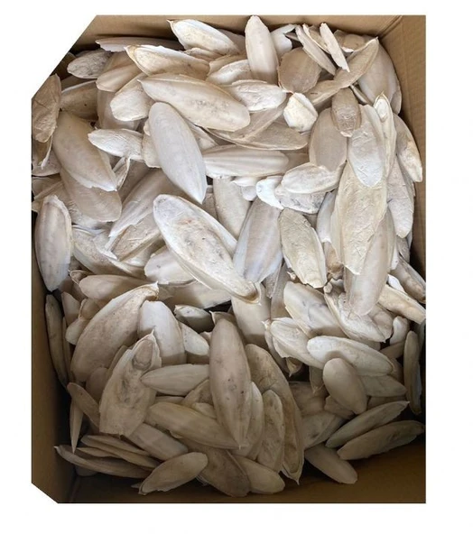 Nunbell KIRIK Mürekkep Balığı Kemiği (Kalamar) 500 Gr ürün görseli 1