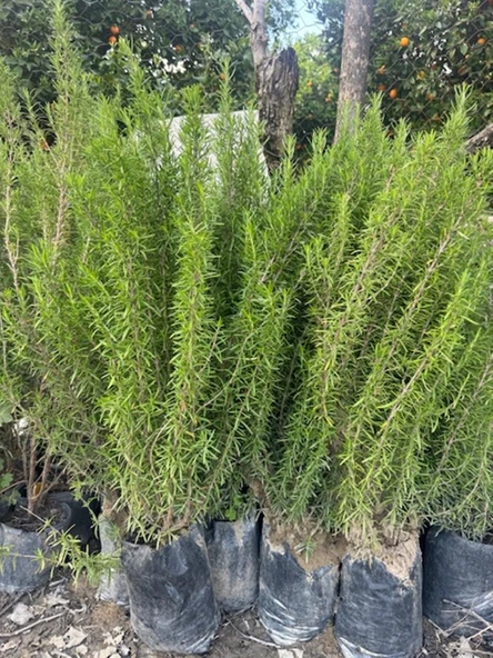 TÜPLÜ,DOLGUN FORMDA BİBERİYE FİDANI BOY 60-80  CM ürün görseli 1