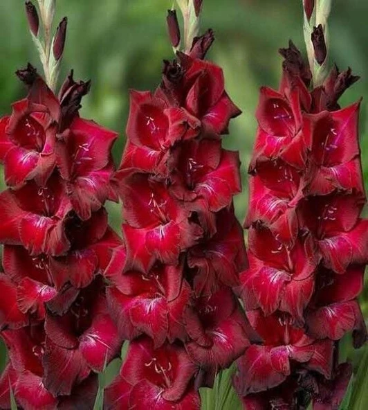 Gladiolus Bizet Kırmızı Glayör Çiçeği Soğanı (2 Adet) ürün görseli 1