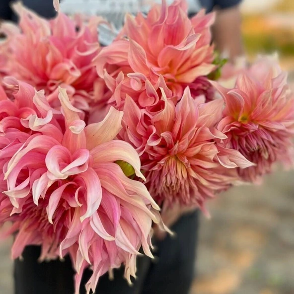 Büyük XXL Çiçekli Penhill Watermelon Dahlia Yıldız Çiçeği Soğanı Yumrusu (1 Adet) ürün görseli 1
