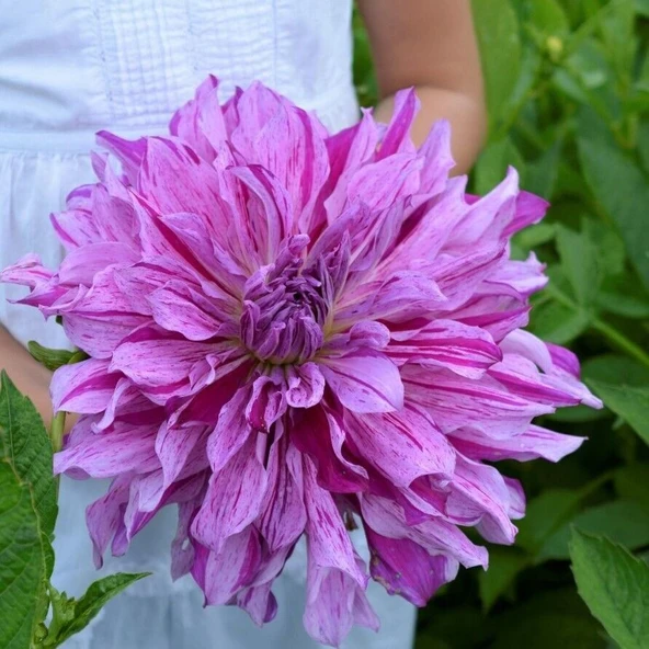 Büyük XXL Çiçekli Mom's Special Dahlia Yıldız Çiçeği Soğanı Yumrusu (1 Adet) ürün görseli 1