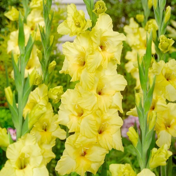BNova Lux Gladiolus Glayör Çiçeği Soğanı (2 Adet) ürün görseli 1