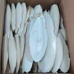 Hobi Orta Boy Mürekkep Balığı Kemiği (Kalamar) 1 adet ürün görseli 1