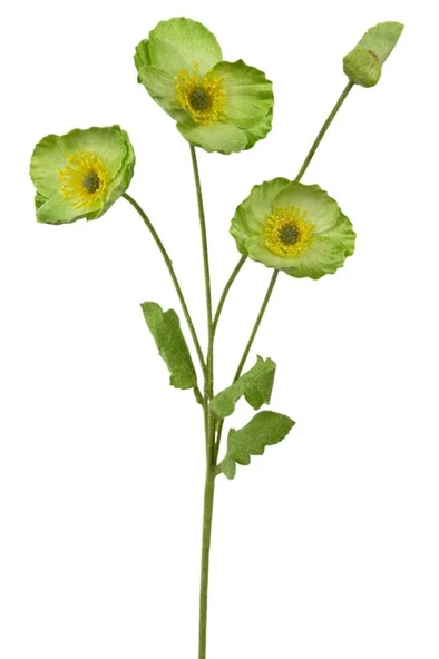 Yapay Çiçek Gelincik Çiçeği Sert Kumaş YEŞİL Renk 3 Çiçek 1 Tomurcuk 59Cm ürün görseli 1