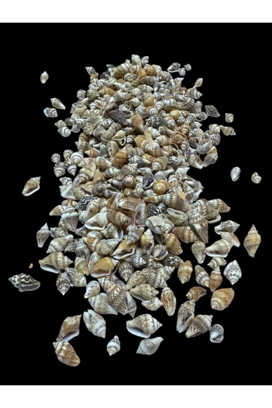 stonechem Deniz Kabukları 100 Gr NO-1-NASSASHEL ürün görseli 1