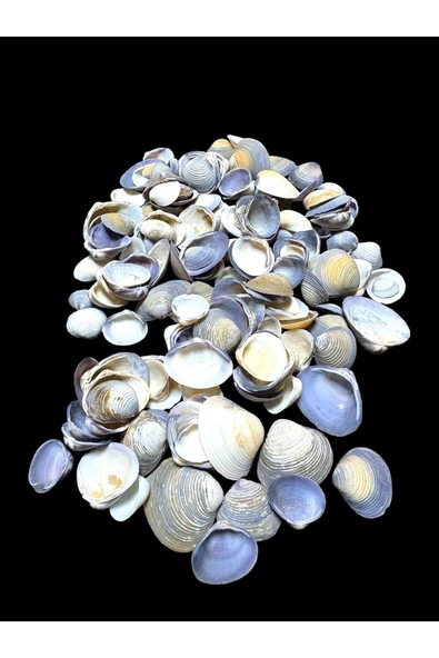stonechem Deniz Kabukları 100 Gr NO-14-CAYCAYPURPLE ürün görseli 1