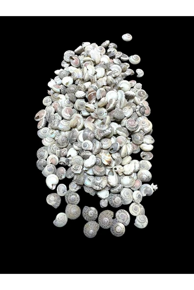 stonechem Deniz Kabukları 100 Gr NO-8-UMBİNİUM ürün görseli 1