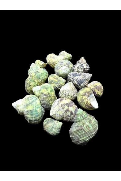 stonechem Deniz Kabukları 100 Gr NO-19-BRUNEUS ürün görseli 1
