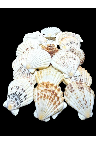 stonechem Deniz Kabukları 100 Gr NO-5-PECTENMASTARENSİS ürün görseli 1