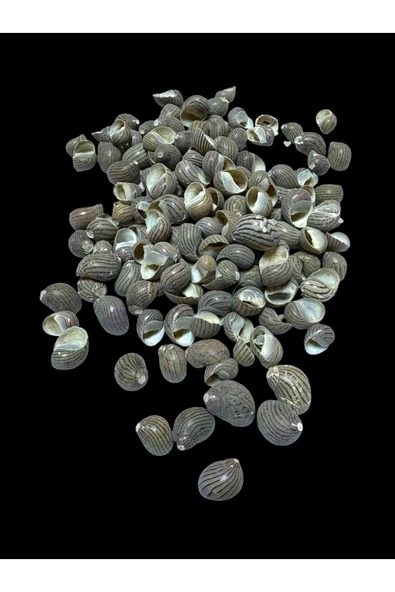 stonechem Deniz Kabukları 100 Gr NO-16-NERİTACOMMUNİS ürün görseli 1