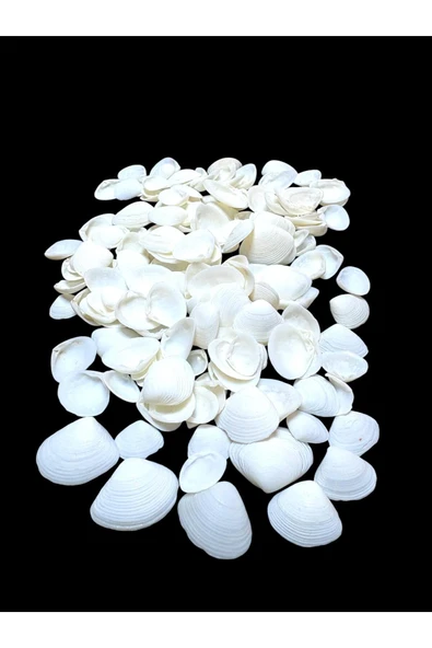stonechem Deniz Kabukları 100 Gr NO-15-CAYCAY ürün görseli 1
