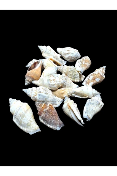 stonechem Deniz Kabukları 100 Gr NO-4-MİTRASANGUİSUGA ürün görseli 1