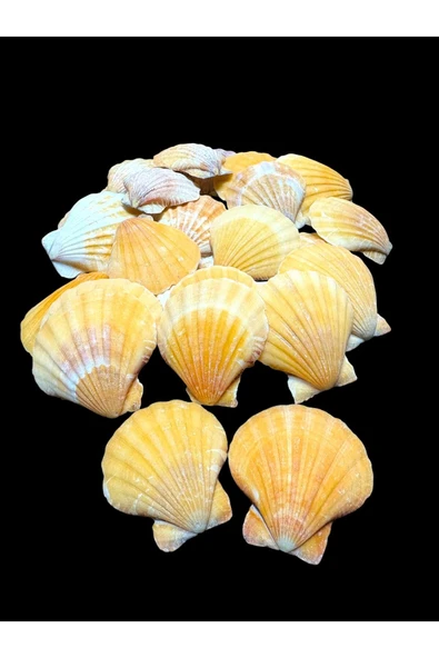 stonechem Deniz Kabukları 100 Gr NO-6-VİKSİLLİUMORANGE ürün görseli 1