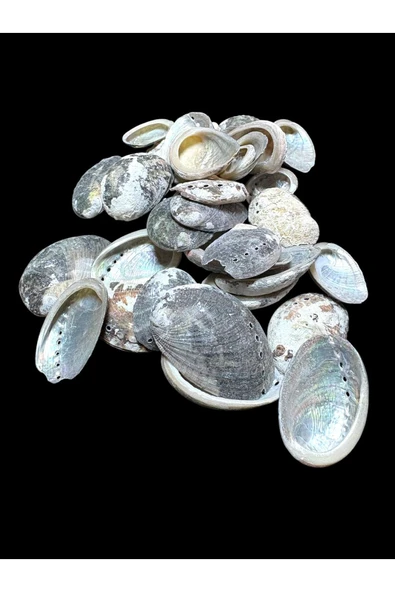 stonechem Deniz Kabukları 100 Gr NO-20-HALIOTİSPULCHERİMA ürün görseli 1