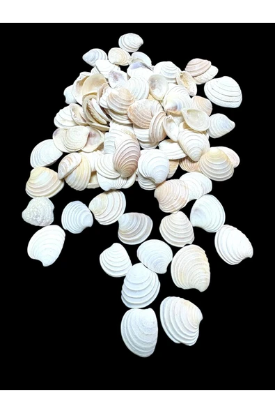 stonechem Deniz Kabukları 100 Gr NO-18-CLAMROSE2 ürün görseli 1