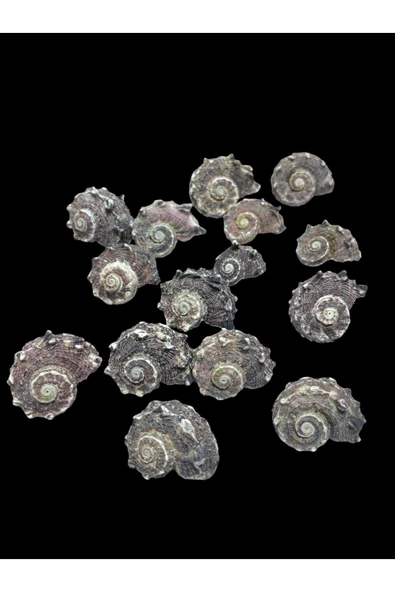 stonechem Deniz Kabukları 100 Gr NO-12-ANGARİADELPENOLA ürün görseli 1