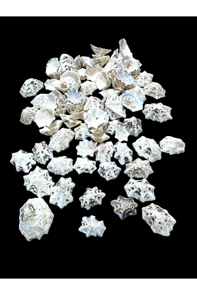 stonechem Deniz Kabukları 100 Gr NO-9-STARLİMPET ürün görseli 1