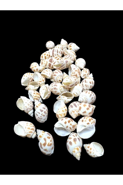 stonechem Deniz Kabukları 100 Gr NO-10-BABYLONİA AREOLATA ürün görseli 1
