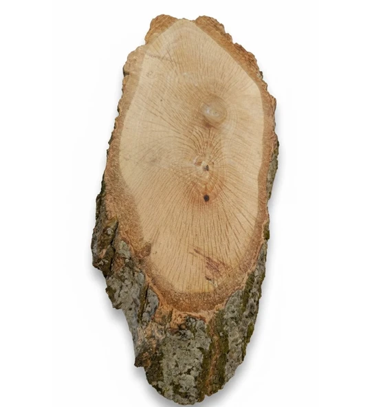 Doğal Meşe Kütük Dilimi - 28x11 cm Zımparalanmış Boyanabilir Ham Ahşap ürün görseli 1