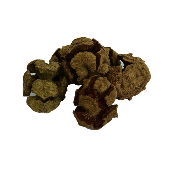 Selvi Kozalağı Doğal 100 Gr Paket ürün görseli 1