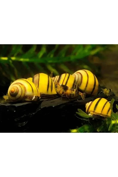 Ada Akvaryum Zebra Elma Sal yan go zu (2 Adet) ürün görseli 1