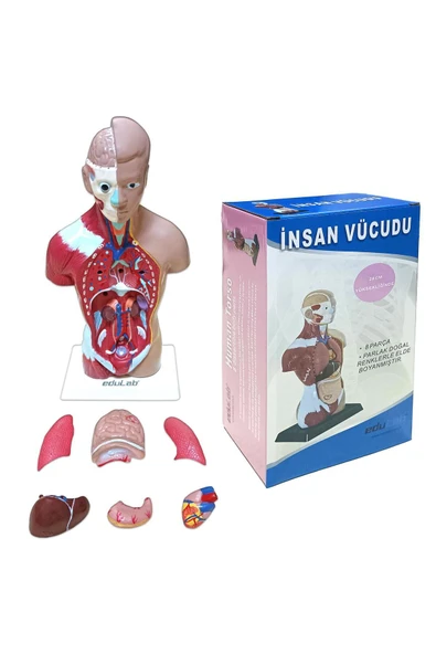 İNSAN VÜCUDU (Küçük Boy, 27 cm.) - Resim 5