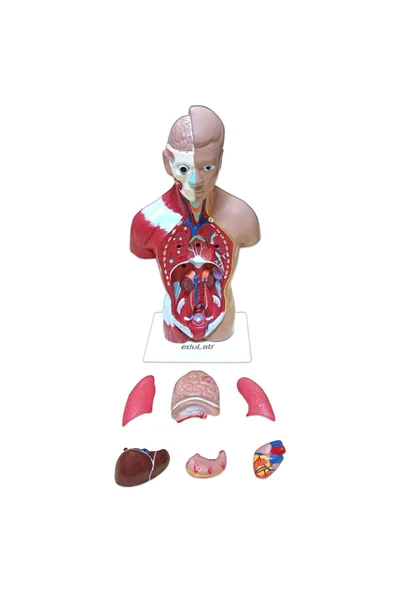 İNSAN VÜCUDU (Küçük Boy, 27 cm.) - Resim 4