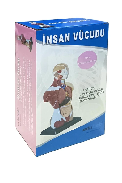 İNSAN VÜCUDU (Küçük Boy, 27 cm.) - Resim 3