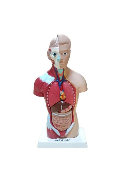 İNSAN VÜCUDU (Küçük Boy, 27 cm.) ürün görseli 1