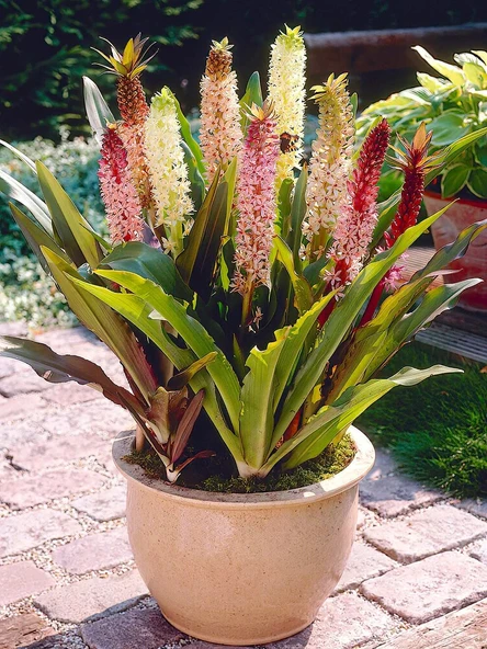 Eucomis Comosa Ananas Sonbahar Zambağı Çiçeği Soğanı (1 adet ) ürün görseli 1