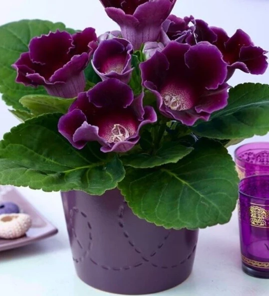 Hollywood Gloxinia  Gloksinya Bardak Menekşesi Çiçeği Soğanı (1 adet ) ürün görseli 1