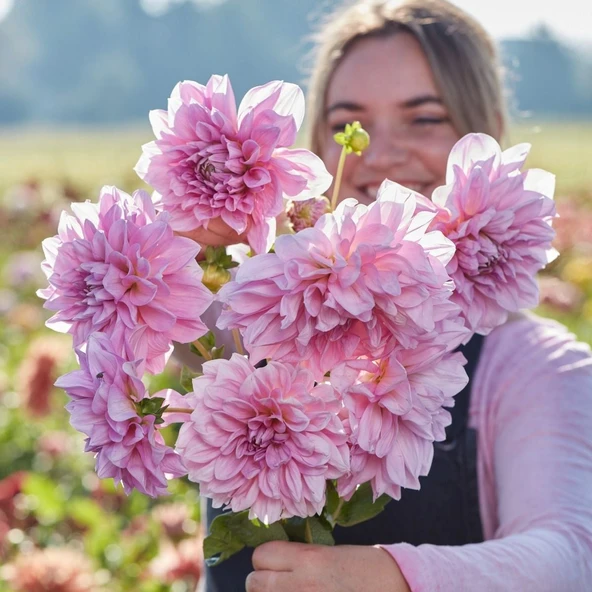 XXL İri Çiçekli Lavender Perfection Dahlia Yıldız Çiçeği Soğanı Yumrusu (1 adet) ürün görseli 1