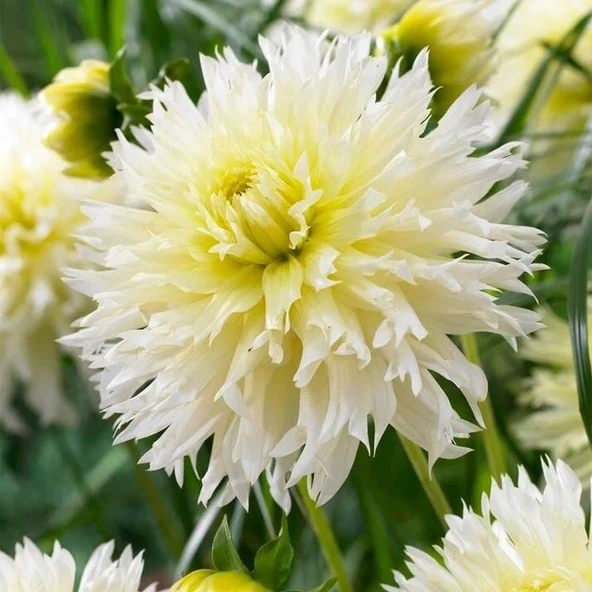 XXL İri Çiçekli Ice Crystal Dahlia Yıldız Çiçeği Soğanı Yumrusu (1 adet) ürün görseli 1