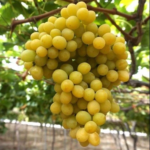 Soğuklara Dayanıklı Yüksek Aromalı Ağın Üzümü Fidanı ürün görseli 1