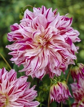 XXL İri  Çiçekli Bristol Stripe Dahlia Yıldız Çiçeği Soğanı Yumrusu (1 adet) ürün görseli 1