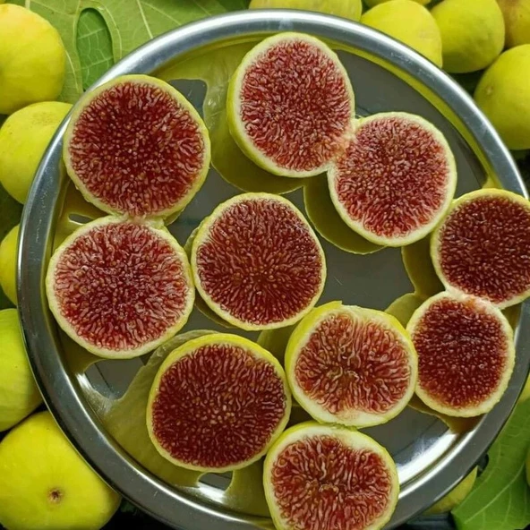 Tüplü Sofralık Kurutmalık Aroması Mükemmel Melle İncir Fidanı ürün görseli 1