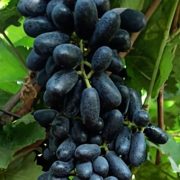 Nadir Bitki Tüplü Kokulu Yüksek Aromalı  Sofralık Siyah Keçi Memesi Üzüm Fidanı ürün görseli 1