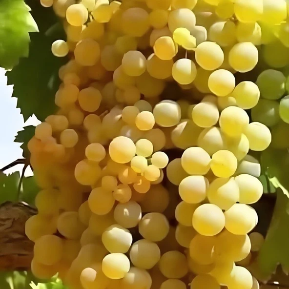 Yemesi Mükemmel Kokulu Yüksek Aromalı Dökülgen Üzüm Fidanı ürün görseli 1