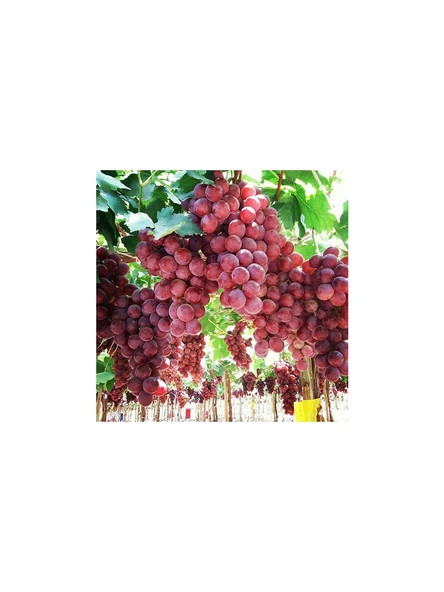 Üzüm Al ( Red Globe ) Üzüm Fidanı 60-100 cm Tüplü ürün görseli 1