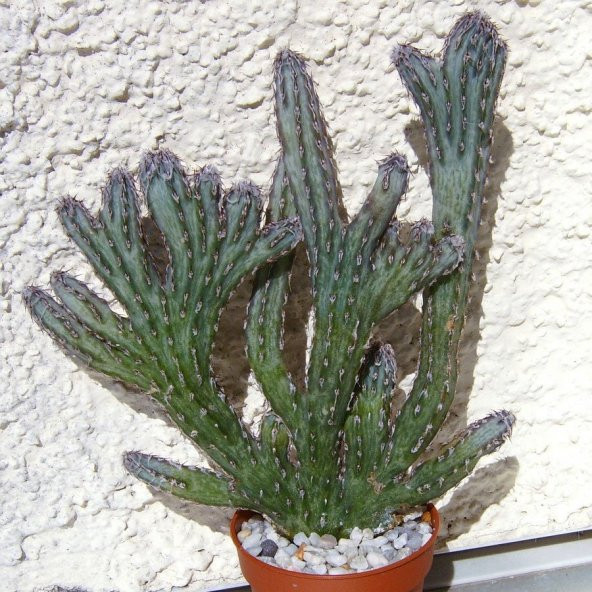 Monvillea Spegazzinii Forma Cristata Kaktüs Özel Üretim(8.5 luk Saksıda) ürün görseli 1
