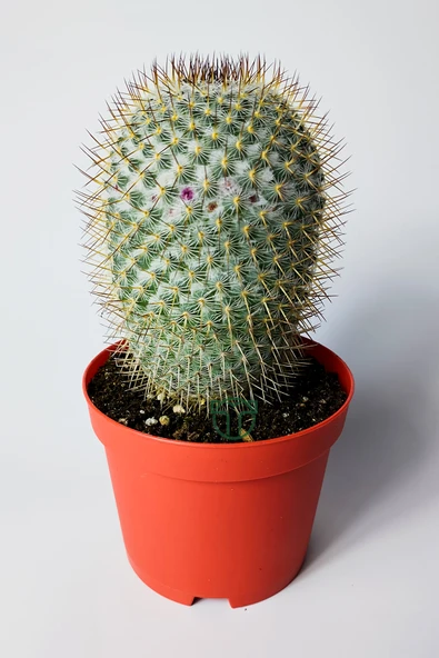 Mammillaria Haageana – Koleksiyonluk Çok Dikenli Kaktüs – 8.5 cm ürün görseli 1