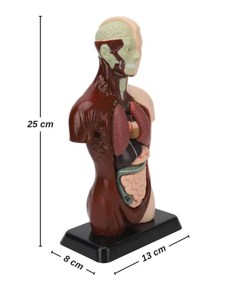 Temel 8 Parçalı İnsan Anatomisi Torso Modeli 24.5 cm - Resim 8