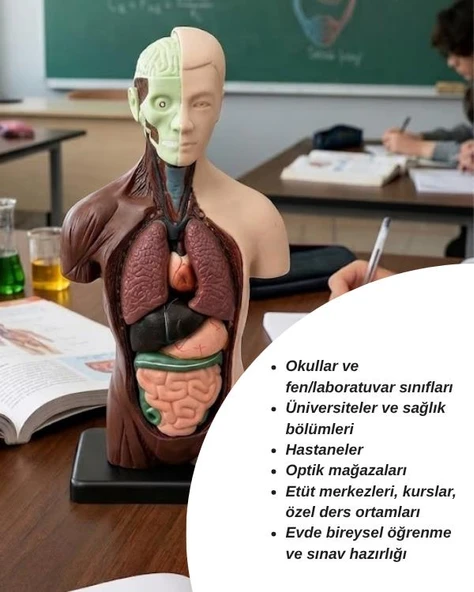 Temel 8 Parçalı İnsan Anatomisi Torso Modeli 24.5 cm - Resim 7
