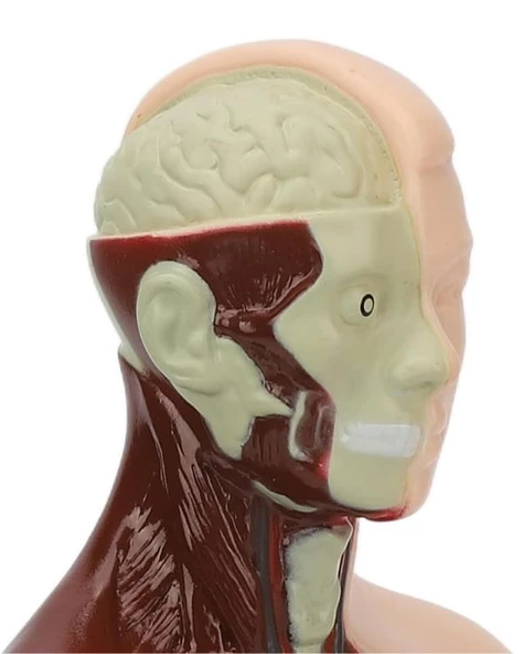 Temel 8 Parçalı İnsan Anatomisi Torso Modeli 24.5 cm - Resim 5