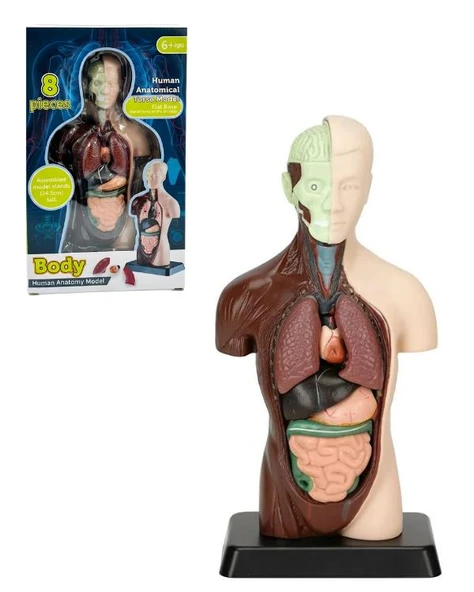 Temel 8 Parçalı İnsan Anatomisi Torso Modeli 24.5 cm ürün görseli 1