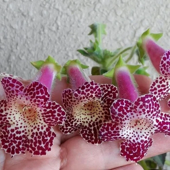 Özel Çeşit Maja Kohleria Japon Küpelisi Çiçeği Fidesi (Mini Potta) ürün görseli 1